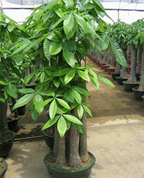 五樁發(fā)財(cái)樹(shù)